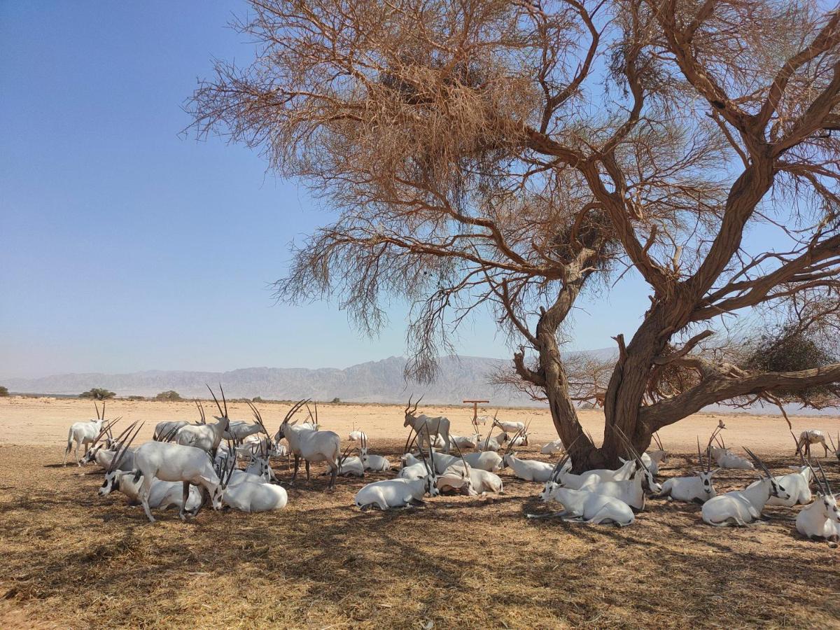 Desert Path Be'er Ora Ngoại thất bức ảnh