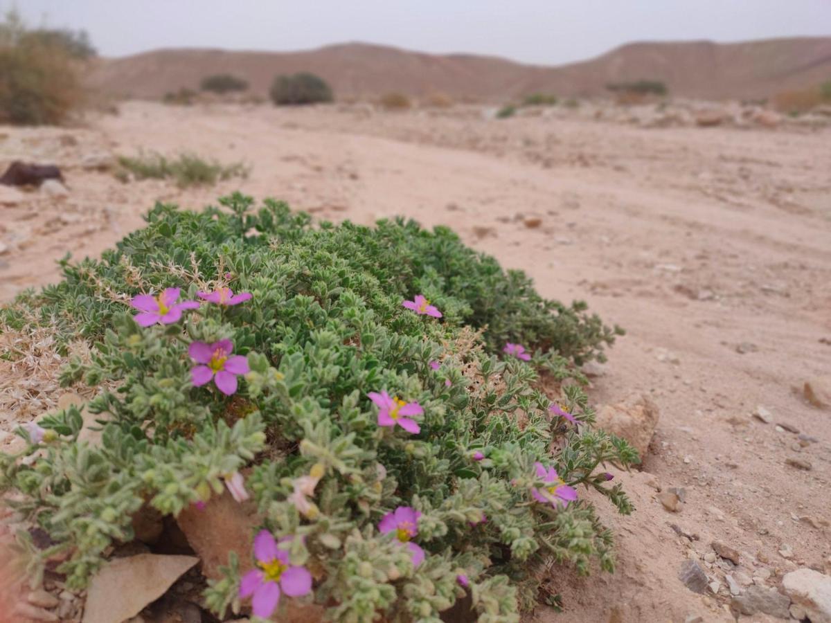Desert Path Be'er Ora Ngoại thất bức ảnh